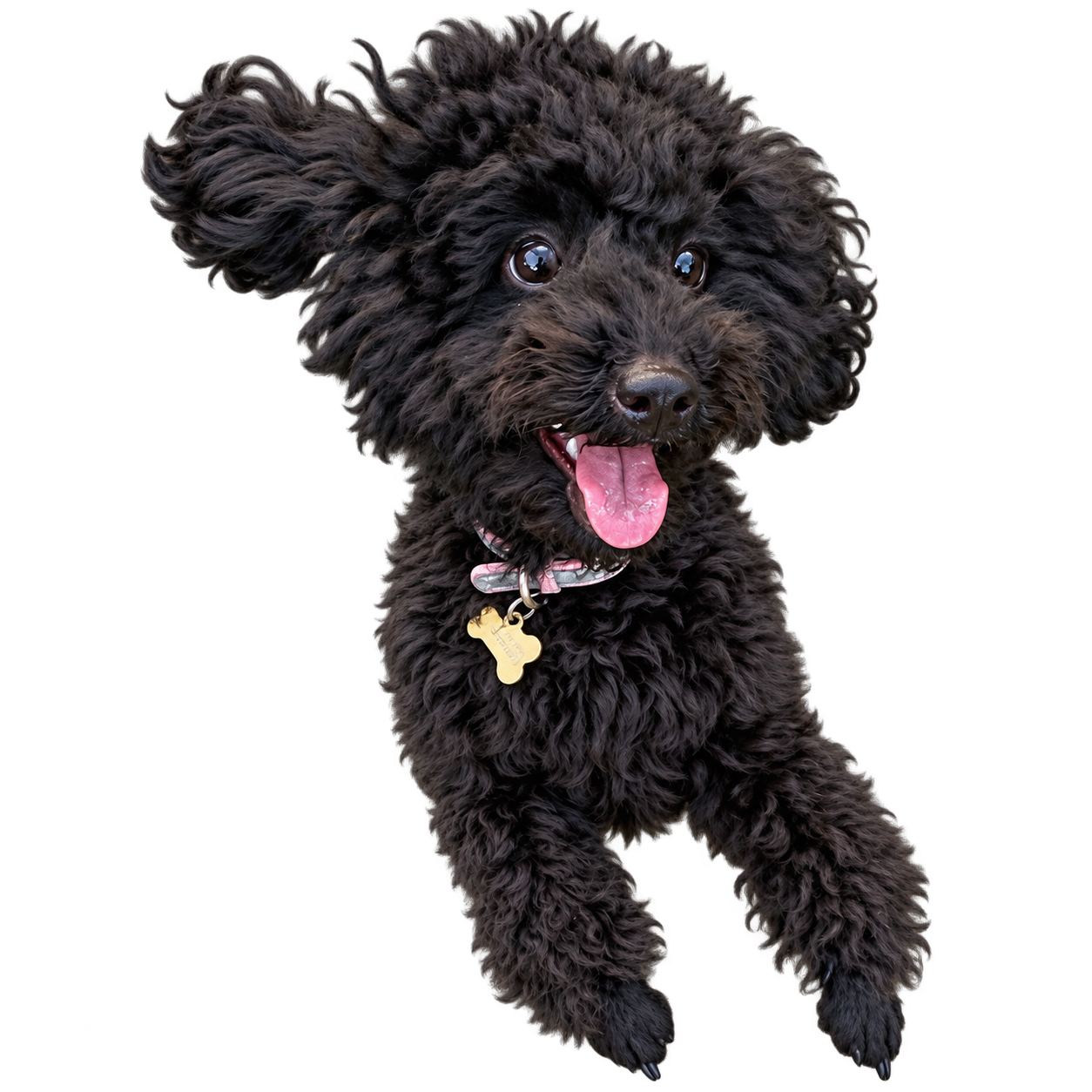 Charco, a happy little black FurryPaws dog