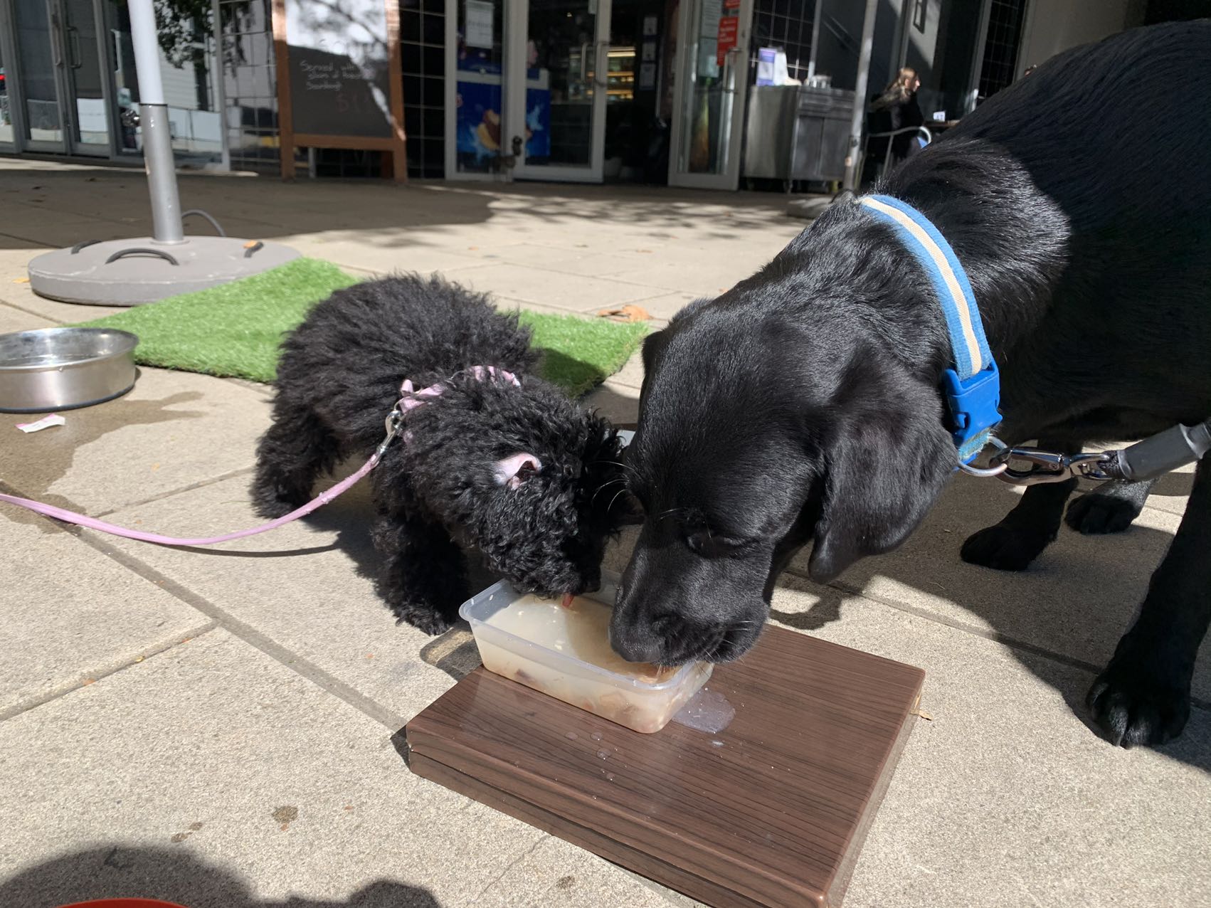 Two dogs sharing a drink in the secure FurryPaws outdoor space